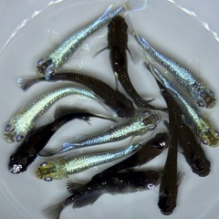 漆黒系　体外光系【現物】メダカ　ミックス　今年産まれ　成魚サイズ　めだか の画像