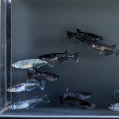 漆黒系　体外光系【現物】メダカ　ミックス　今年産まれ　成魚サイズ　めだか の画像
