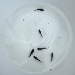 ブラックマンバ♂4♀2の画像