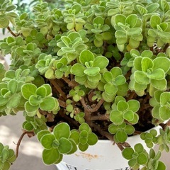 多肉植物  アロマティカスの画像