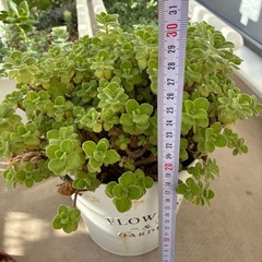 多肉植物  アロマティカスの画像