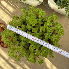 多肉植物  アロマティカスの画像