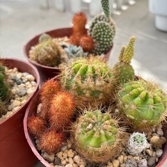 多肉植物  サボテンの画像