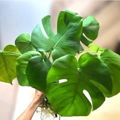 観葉植物 モンステラ デリシオーサ カット苗　5本 発根済み 　の画像