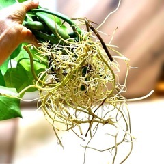 観葉植物 モンステラ デリシオーサ カット苗　5本 発根済み 　の画像