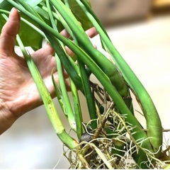 観葉植物 モンステラ デリシオーサ カット苗　5本 発根済み 　の画像