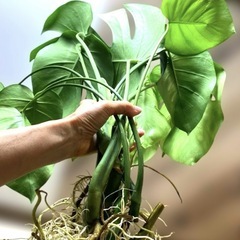 観葉植物 モンステラ デリシオーサ カット苗　5本 発根済み 　の画像