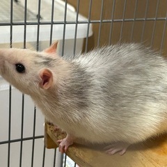 ファンシーラット