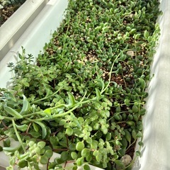 多肉植物  グリーンネックレス  色々の画像