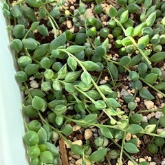 多肉植物  グリーンネックレス  色々の画像