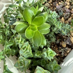 多肉植物  グリーンネックレス  色々の画像