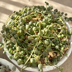 多肉植物 セダム グリーンネックレス ほか他の画像