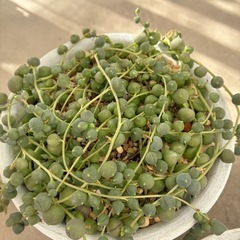 多肉植物 セダム グリーンネックレス ほか他の画像
