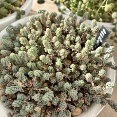 多肉植物 セダム グリーンネックレス ほか他の画像