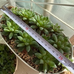 多肉植物 ハオルチア 2鉢の画像
