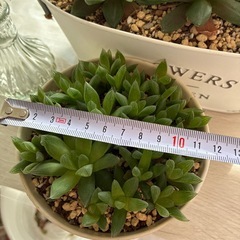 多肉植物 ハオルチア 2鉢の画像