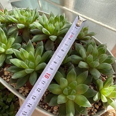 多肉植物 ハオルチア 2鉢の画像
