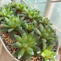 多肉植物 ハオルチア 2鉢の画像