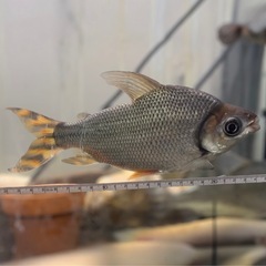 カラープロキロダス
の画像