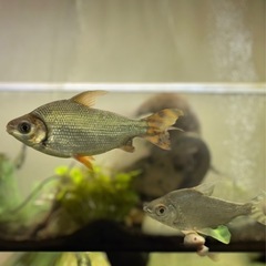 カラープロキロダス
の画像
