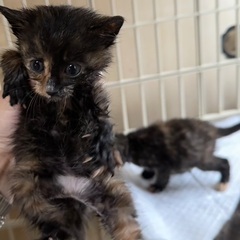 かわいい　チビさびちゃん姉妹　とっても珍しい4姉妹です