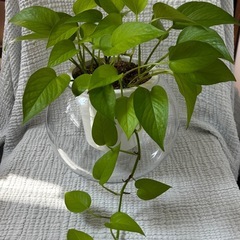 透明ガラス鉢（メイクマン購入）観葉植物・金魚鉢・インテリアに✨の画像