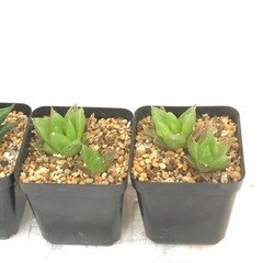 多肉植物　お譲りしますの画像