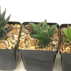 多肉植物　お譲りしますの画像