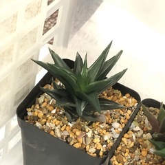 多肉植物　お譲りしますの画像