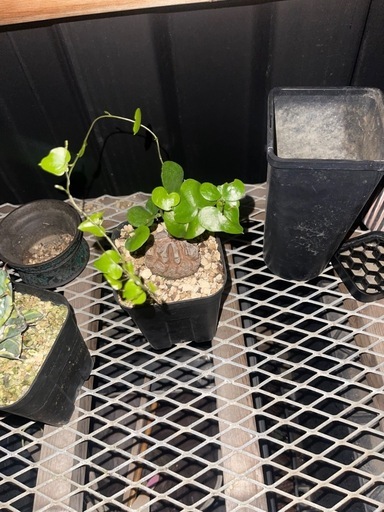 観葉植物