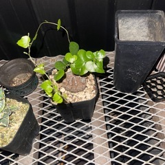 観葉植物の画像