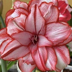 アマリリス　バーリー　子株　1 シロスジタイプのヒッペアスケリアの画像