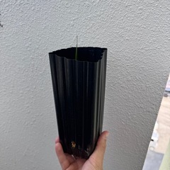 オールドマンパーム　ココスリナックス・マクログロッサ "アズール"  Coccothrinax macroglossa "Azul"の画像