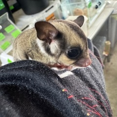 本日のみ！ノーマルオス ¥13.000