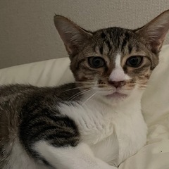 元気いっぱい　6月生まれくらいの子猫　キジ白　まいたん