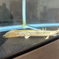 熱帯魚ポリプテルスエンドリケリーの画像