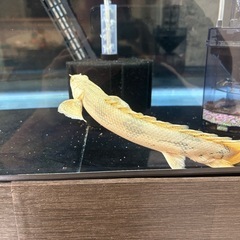 熱帯魚ポリプテルスエンドリケリーの画像