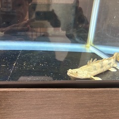 熱帯魚ポリプテルスエンドリケリーの画像