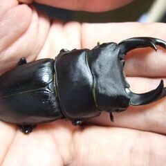 佐賀県産オオクワガタ F11 ♂66.2ミリ ♀35ミリ ペアの画像