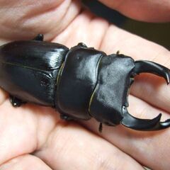 佐賀県産オオクワガタ F11 ♂66.2ミリ ♀35ミリ ペアの画像
