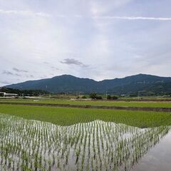 🌾令和7年度 福岡県産 認証米 夢つくし 新米（精米 ）10kg 【嘉麻市足白地区の田んぼで栽培生産】の画像