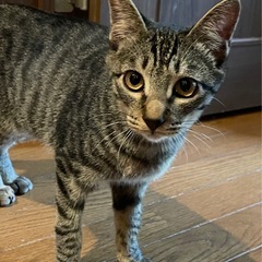 毎晩子猫たちの大運動会　元気なキジトラ男の子ダン君