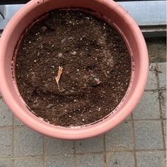 植物鉢とつち土の画像