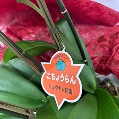 胡蝶蘭の画像