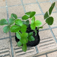ワイルドストロベリー　連絡中ですの画像