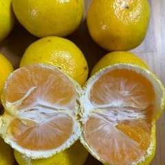 🍊みかんの画像