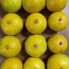 🍊みかんの画像