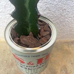 リメイク缶　　ユーフォルビアの画像