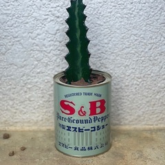 リメイク缶　　ユーフォルビアの画像