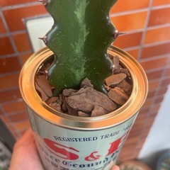 リメイク缶　　ユーフォルビアの画像